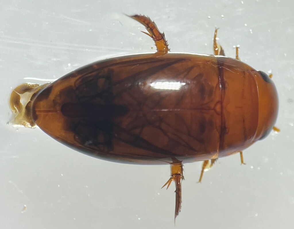 Matus relictus