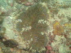 Heteractis