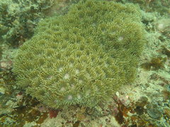 Duncanopsammia peltata