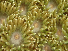 Duncanopsammia peltata