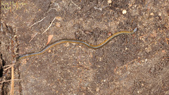 Orobdella tsushimensis