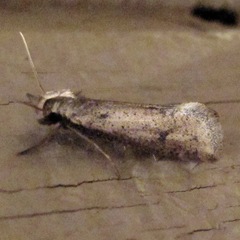 Acrolophus mortipennella