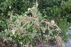 Amaranthus dubius
