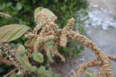 Amaranthus dubius