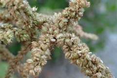 Amaranthus dubius
