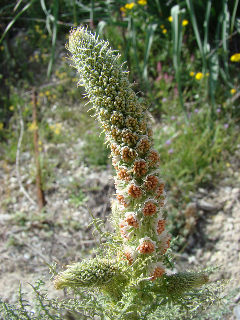 Reseda suffruticosa