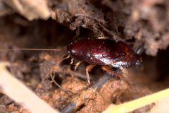 Hebardina concinna