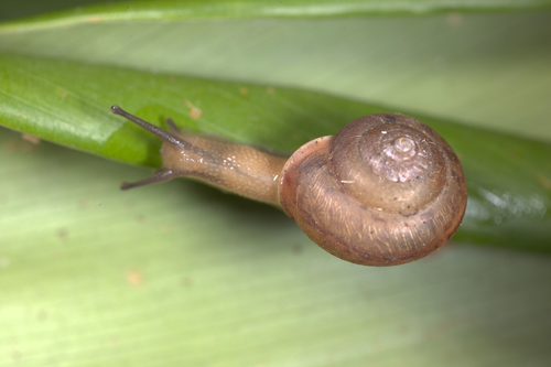 Asian Tramp Snail