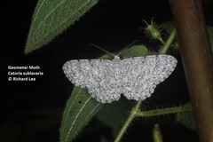 Catoria sublavaria