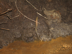 Ateuchosaurus chinensis