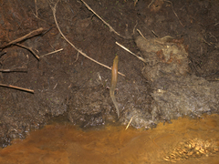 Ateuchosaurus chinensis