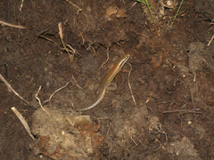 Ateuchosaurus chinensis