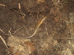 Ateuchosaurus chinensis