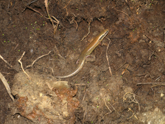 Ateuchosaurus chinensis