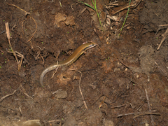 Ateuchosaurus chinensis