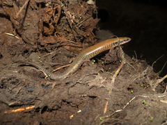 Ateuchosaurus chinensis