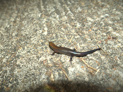 Ateuchosaurus chinensis