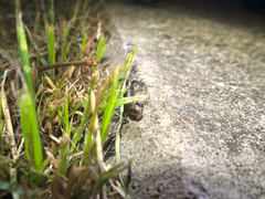 Ateuchosaurus chinensis