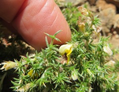 Aspalathus aristifolia