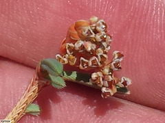 Psammotropha anguina