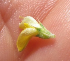 Aspalathus aristifolia