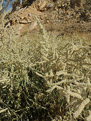 Aerva javanica