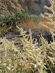 Aerva javanica