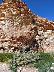 Aerva javanica