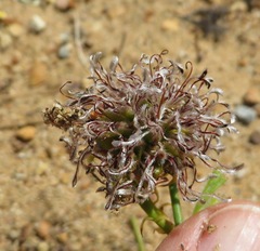 Serruria effusa