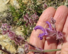Salvia albicaulis
