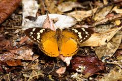 Aterica rabena