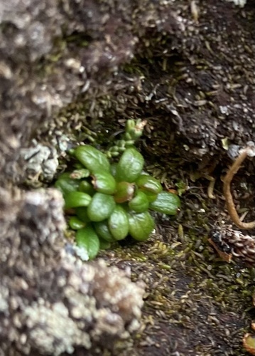 Pieris nana, photograph 4