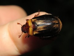 Paranomala inconstans