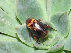 Paranomala inconstans