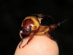 Paranomala inconstans