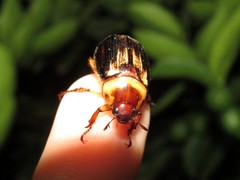 Paranomala inconstans