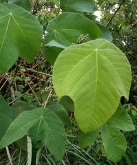 Macaranga bancana