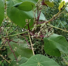 Macaranga bancana