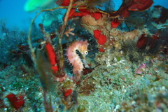 Thorny Seahorse photo 4