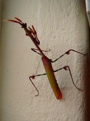 Empusa