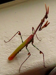 Empusa