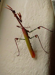 Empusa