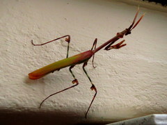 Empusa