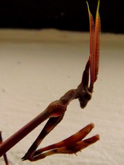 Empusa