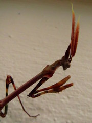 Empusa