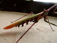 Empusa