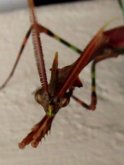 Empusa