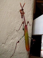 Empusa
