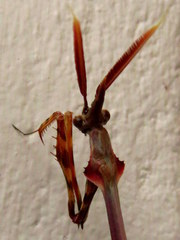 Empusa