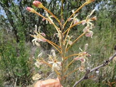 Tritoniopsis nervosa